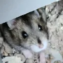 oreohi