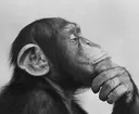 monkeythink monkeythink
