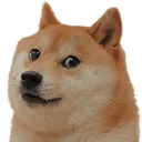 shibaStare