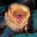 SCREECH SCREECH