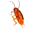 roachrave