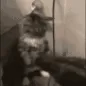catNOOOOOOOO