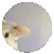 pedopedo