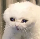 CatSadFace
