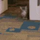 AlrightArrivesToGetPetted
