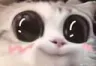 shyandblush_gatto