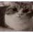 rd_meow_blast rd_meow_blast