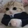 catBased
