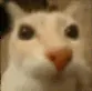 catto