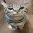 gato_stare