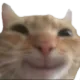 catsmile catsmile
