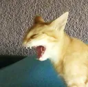 LexieScream