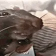 RAT