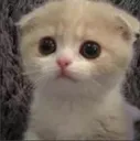 cute