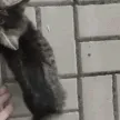 Kumi_Yoink