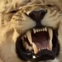 roaring