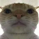 catangry