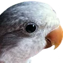 GekIrlMaxCute