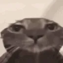 stare