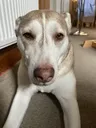 Bruhdog