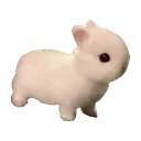 bnuuy