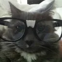 nerdcat
