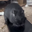 hampterOnHisiPad