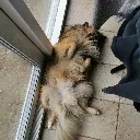 Dawg_1 Dawg_1
