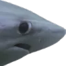 NervousShark