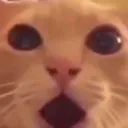 SurprisedCat