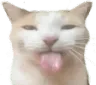 bleh