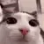 catplink