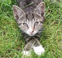 KumiGentlemeow