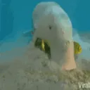 Snorbbler