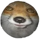 Fox_Stare