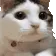 CatNope