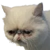 sadblep