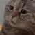 pleasecat