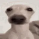dawg