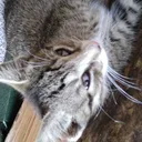 KumiBombasticSideEye