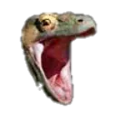 Komodo_hype