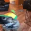 sillydog