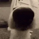 dog_sniff