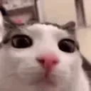 Plink