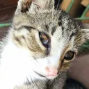 KumiBombasticSideEye2