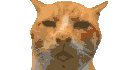 cat_huh Discord emoji