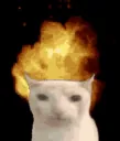 gato gato