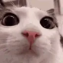 cat_stare