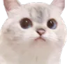WeirdCat