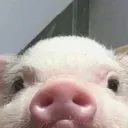 awesome_pig